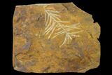 Paleocene Fossil Plant (Parataxodium) - North Dakota #156274-1